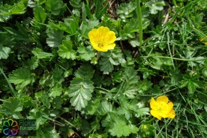 geum montanum